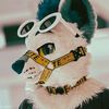 kennytheshiba