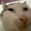 angrylemonn