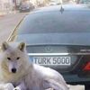 yawar.swvda1