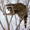 raccoonz7