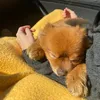 rockythespitz