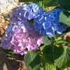 fahed966