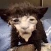 a_ram04