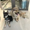 mydogfam