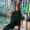quocanh_217