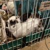 bunny_mom20231