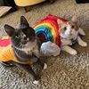 tuna_the_cat1