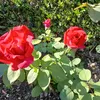 maria772205alain