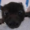 babybat444