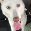 kodamaethehusky