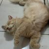nciiardiansyach