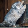 chonkers42
