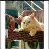 ibrar.ul.haq105