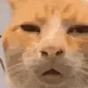 trixik.dev