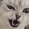 jennkonggg