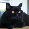 ravenhalloweencat