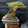 candubonsai