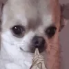 glittergoblin_0