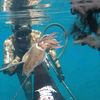 spearfishingdz