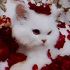 fairycocos