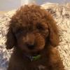 brunotheminigoldendoodle