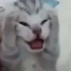 lillkidoo