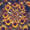 echoessunshine2248