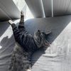 _gato80