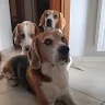 beagle.family