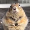 jellycatlover3