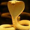 snake_gold