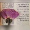 fatima_kamhaz