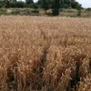 slowmo_asesthic