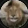 gigapupcik
