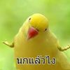 maewmekiaw
