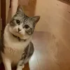 chao_neko