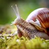 edwardthesnail