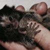 superpupergipermegapenis