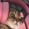 tolakieuanh