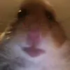 _roli123_