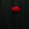 zahraal343