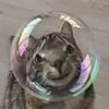 jellowykz_