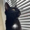 shadowmoonstich