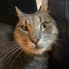 katastyles