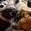 dog_mom.28712