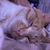 chris_r531