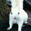 lonesquirrel48