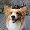 corgi_louie