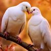 tjlove54