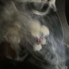 pink_panther.420